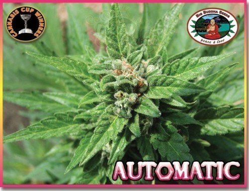 BIG BUDDHA SEEDS - Automatic