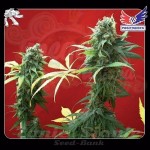 POSITRONICS - Jack Diesel