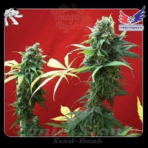 POSITRONICS - Jack Diesel
