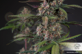 DUTCH PASSION - Auto Blackberry Kush®