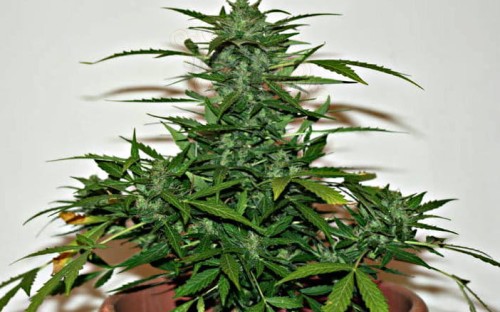 WHITE LABEL - Snow Ryder Auto