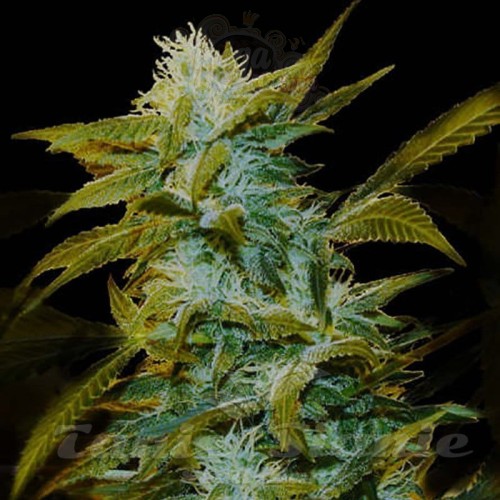 GENEHTIK - Super Silver Bilbo