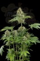 DINAFEM - Moby Dick