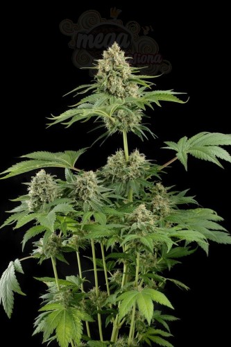 DINAFEM - Moby Dick