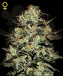 GREEN HOUSE SEEDS - Moby Dick