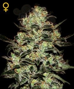 GREEN HOUSE SEEDS - Moby Dick