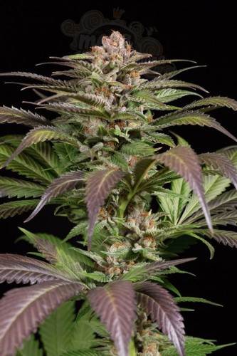 DINAFEM - Purps #1