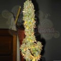 NIRVANA - Blue Mystic Auto