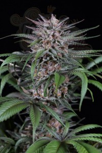 DINAFEM - Quick Kush 