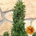 Barney’s Farm - Blueberry Cheese Auto