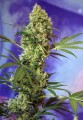 SWEET SEEDS - Big Devil Auto