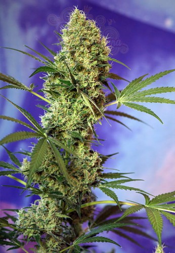 SWEET SEEDS - Big Devil Auto