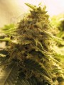 ADVANCED SEEDS - Afghan Skunk