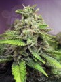 ADVANCED SEEDS - Afghan Skunk