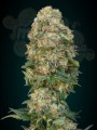 ADVANCED SEEDS - Afghan Skunk