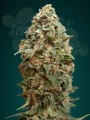 ADVANCED SEEDS - Afghan Skunk