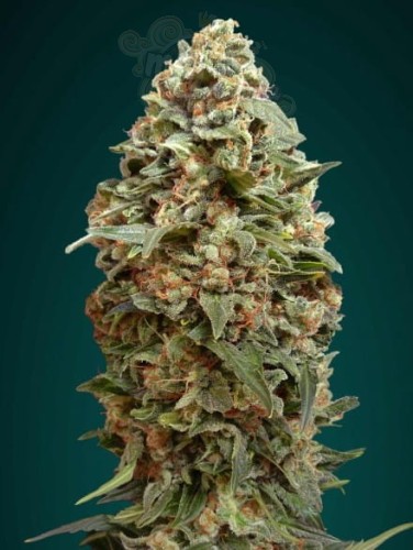 ADVANCED SEEDS - Afghan Skunk