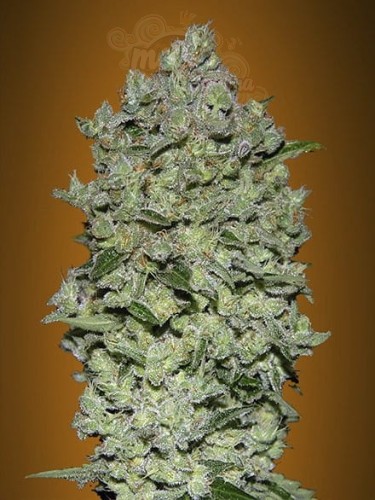 ADVANCED SEEDS - Auto BioDiesel Mass