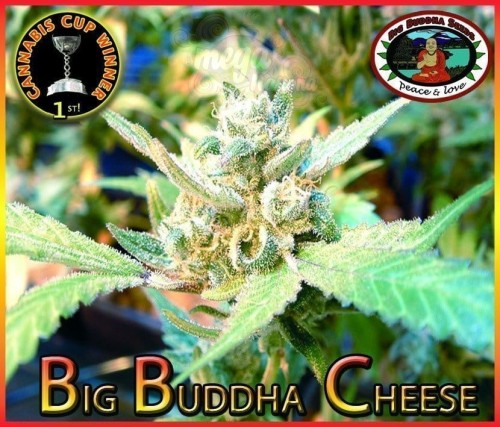 BIG BUDDHA SEEDS - Big Buddha Cheese