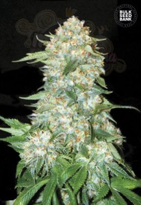 BULK SEED BANK - OG Kush