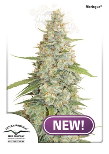DUTCH PASSION - Meringue®