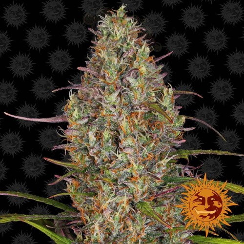 Barney's Farm - Glue Gelato Auto