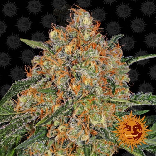 BARNEY'S FARM - Orange Sherbert