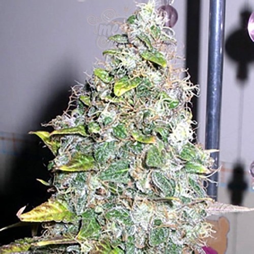 SAGARMATHA - Smurfberry