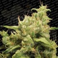 PARADISE SEEDS - Opium