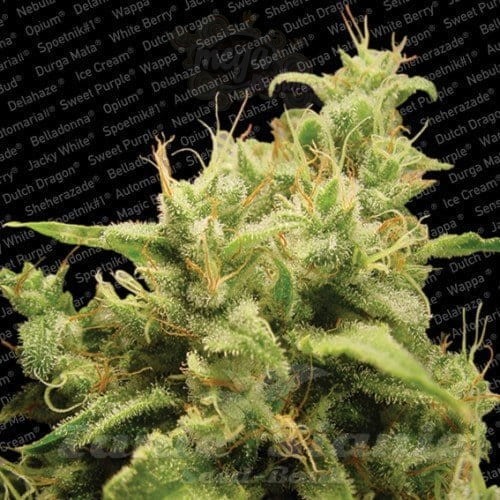 PARADISE SEEDS - Opium