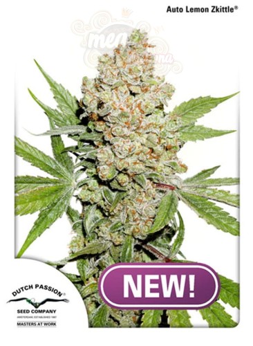  DUTCH PASSION - Auto Lemon Kix (Zkittle)
