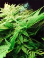 Super Silver Haze
