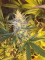 Super Silver Haze