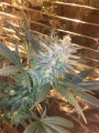 Super Silver Haze