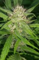 Super Silver Haze