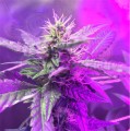 Super Silver Haze