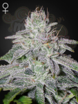 GREEN HOUSE SEEDS - Franco's Lemon Cheese