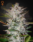 GREEN HOUSE SEEDS - Holy Punch