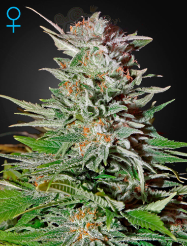GREEN HOUSE SEEDS - Super Lemon Haze Auto