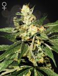 GREEN HOUSE SEEDS - Train Wreck