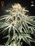 GREEN HOUSE SEEDS - White Widow