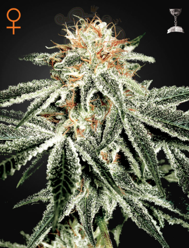 GREEN HOUSE SEEDS - White Widow