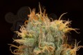 DINAFEM - Orange Juice
