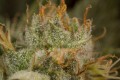DINAFEM - Orange Juice