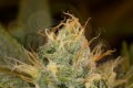 DINAFEM - Orange Juice