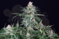 DINAFEM - Orange Juice