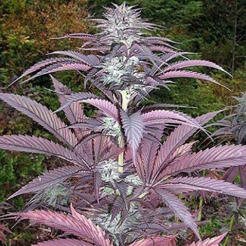 SAGARMATHA - Purple Pinecone