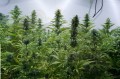 DINAFEM - Critical Jack 5szt