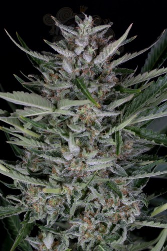 Dinafem - Gorilla Autoflowering