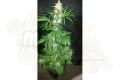 GREEN HOUSE SEEDS - Northern Light Auto